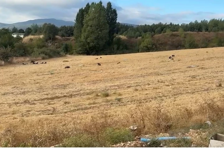 Çocuklar artık okula gidemez oldular