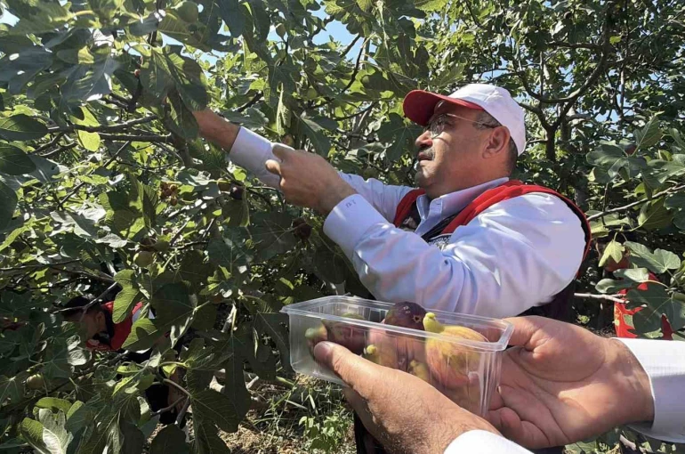 Coğrafi işaretli Havran siyah incirinde hasat başladı 