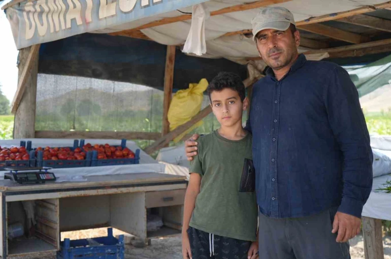 Coğrafi işaretli lezzette sezon açıldı: Ayaş domatesi dalından toplanıyor