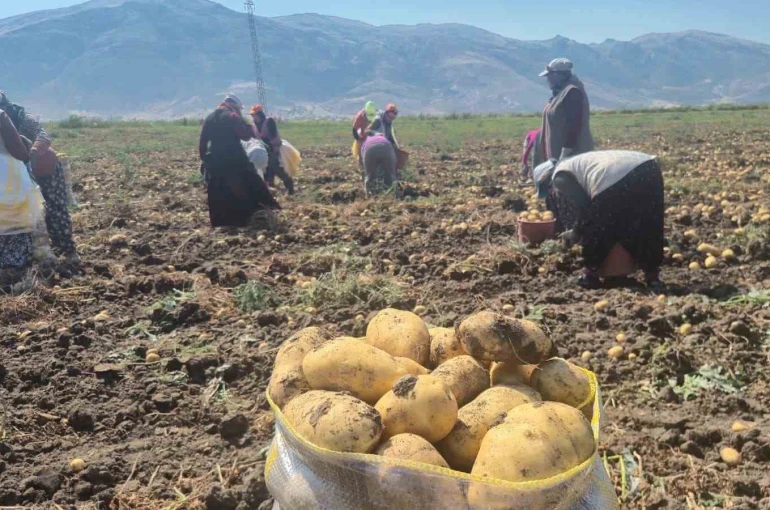 Çölovası’nda patates hasadı sürüyor