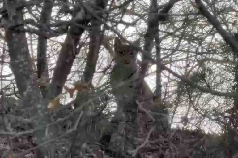 Çorum’da Avrasya vaşağı görüntülendi 