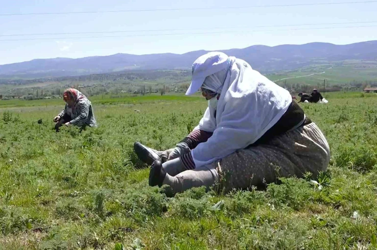 Çorum’da "madımak otu" mesaisi başladı 