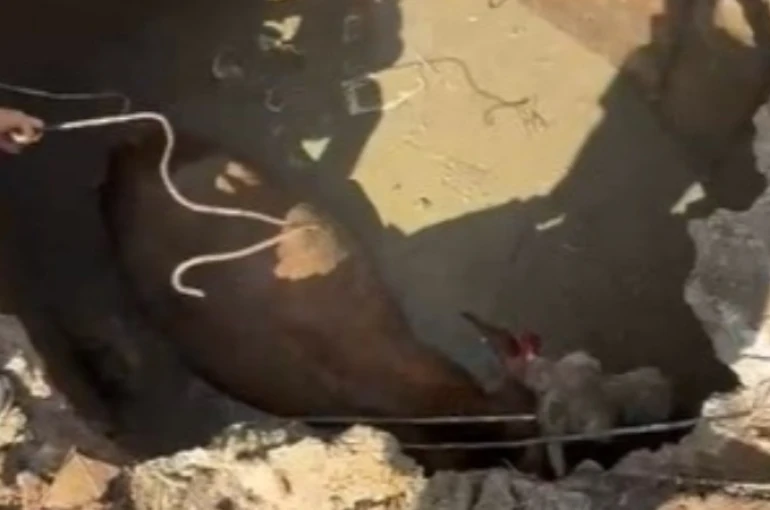 Çukura düşen ineğin imdadına Özel İdare ekipleri yetişti