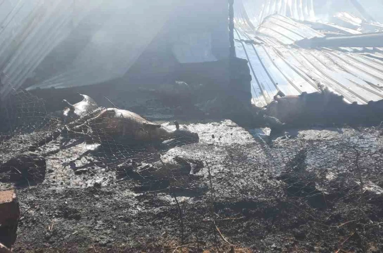 Çukurkuyu’da çıkan çiftlik yangınında 250 küçükbaş hayvan telef oldu