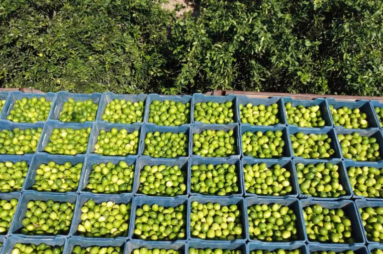 Çukurova’da limon hasadı: Geçen yıl 1 TL olan limon bahçede 20 TL