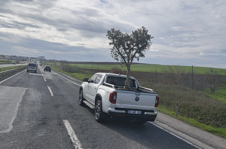 D100’de şaşırtan görüntü: Pikapta zeytin ağacı taşıdılar