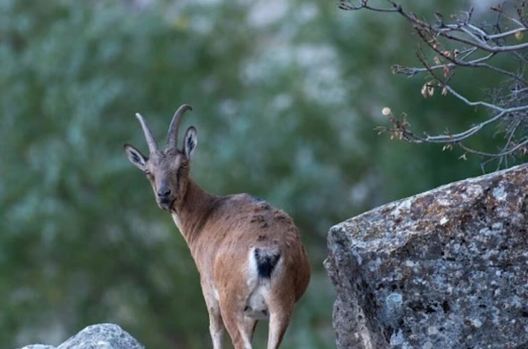 Dağ keçileri Munzur Dağlarına güzellik katıyor 
