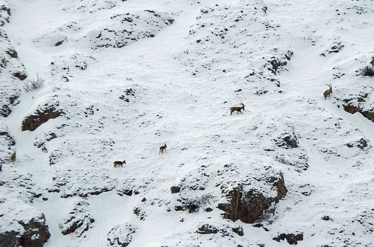 Dağ keçileri Munzur Dağlarına renk katıyor 