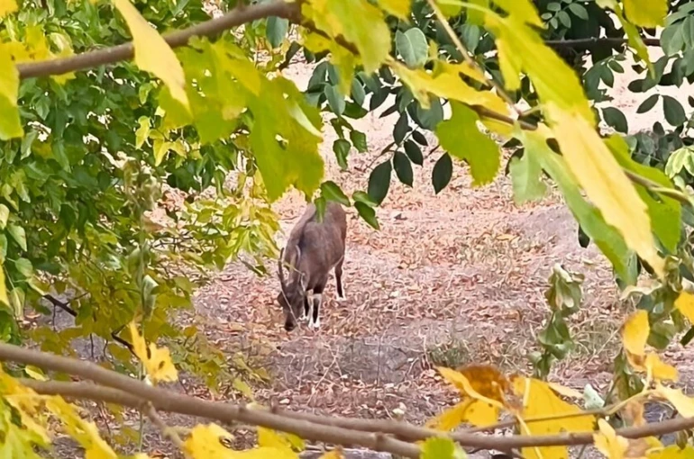 Dağ keçileri sonbahara renk kattı: Tunceli’de görsel şölen