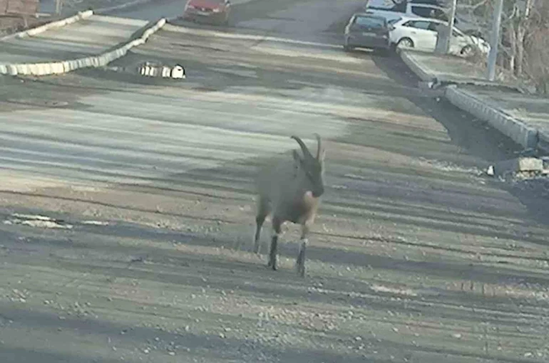 Dağ keçisi ilçe merkezine indi: Vatandaşları hayrete düşürdü 