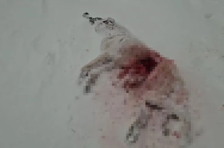 Dağda aç kalan kurtlar köyün kabusu oldu 