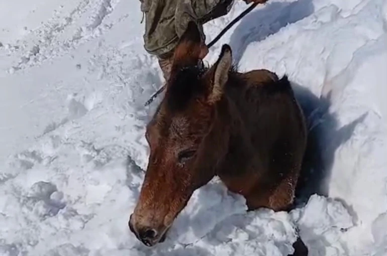 Dağda karda mahsur kalan katırlar kurtarıldı 