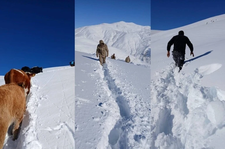 Dağda mahsur kalan 19 büyükbaş ekipler tarafından kurtarıldı 