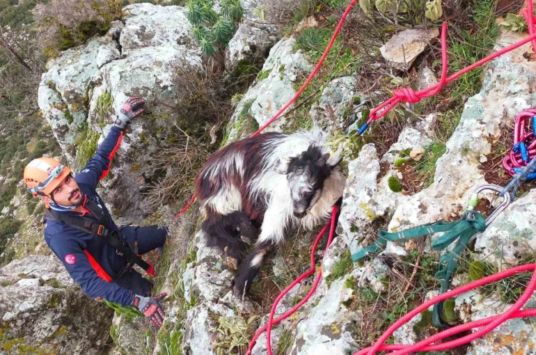 Dağda mahsur kalan keçi ekiplerce kurtarıldı