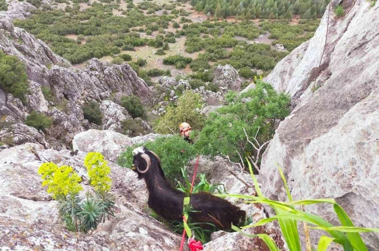 Dağda mahsur kalan keçi kurtarıldı