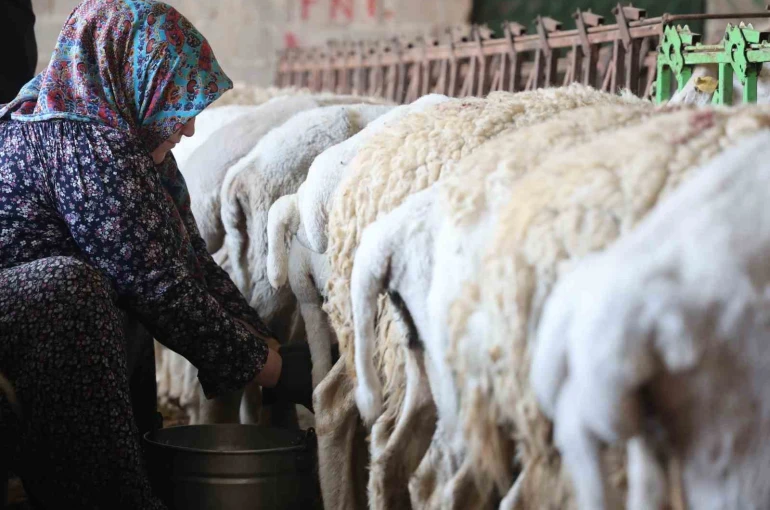 Dağdan gelen koyunlardan elle sağılan süt, kadınların emeğiyle geçim kaynağına dönüşüyor 