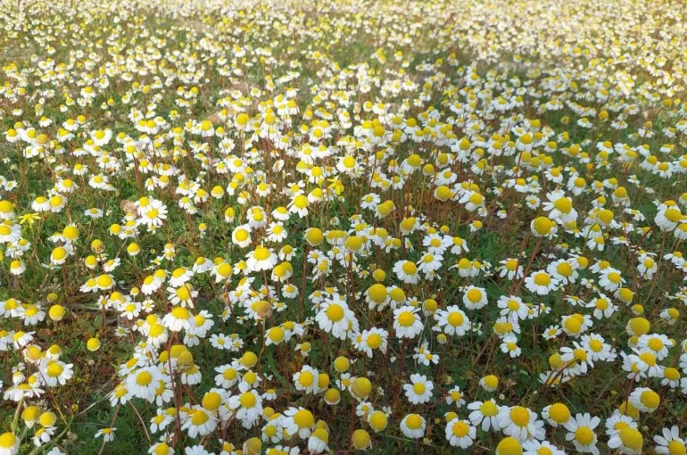 Dağlar çiçek açtı, arıcılar umutlandı 