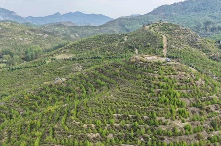 Dalaman’da 6 yıl önce dikilen fidanlar ormana dönüştü 