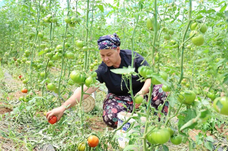 Dangalak domatesin hasadı başladı 