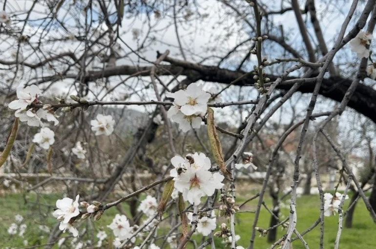 Datça’da badem ağaçları kış ortasında çiçek açtı