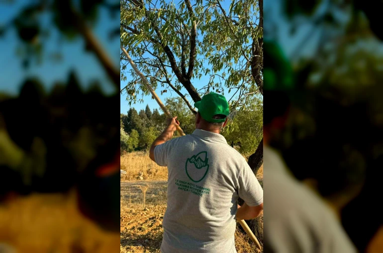 Datça’da badem hasadı başladı