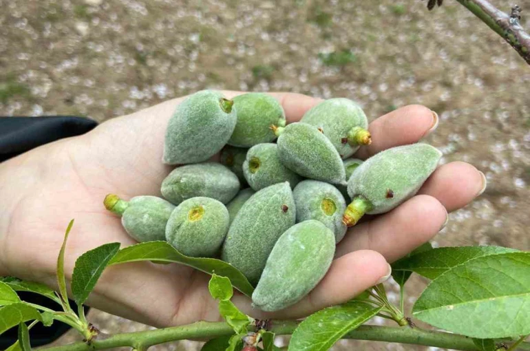 Datça’nın ünlü ‘çağla badem’i tezgaha inmeye hazır 