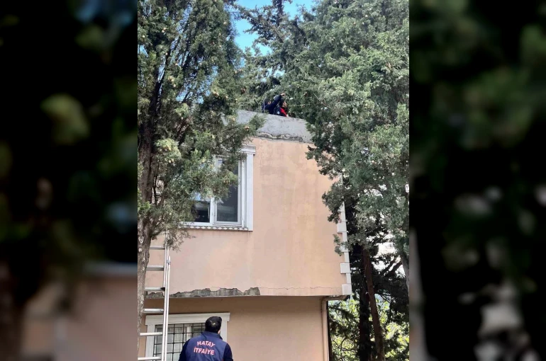 Defne’de ağaçta mahsur kalan kediyi itfaiye kurtardı 