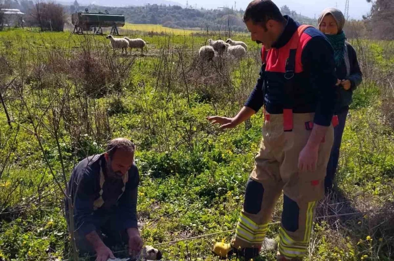 Defne’de kuyuya düşen kuzuyu itfaiye kurtardı 