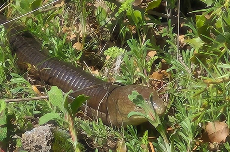 Demir yılan Bozkurt’ta ortaya çıktı 