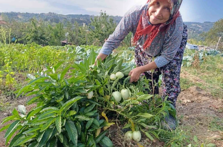 Demirci’de ilk kez pepino yetiştirildi