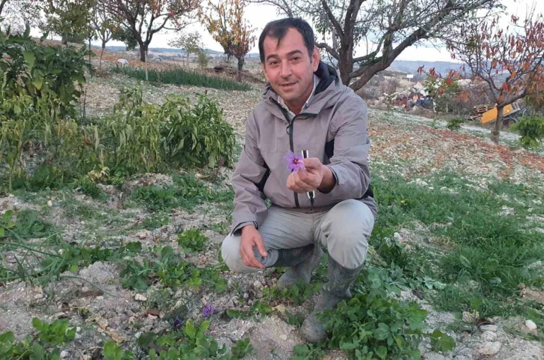 Demirci’de safran çiçeği yetiştirildi 
