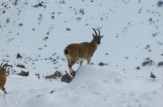 Demirkazık’ta yaban hayatı için yemleme çalışmaları sürüyor