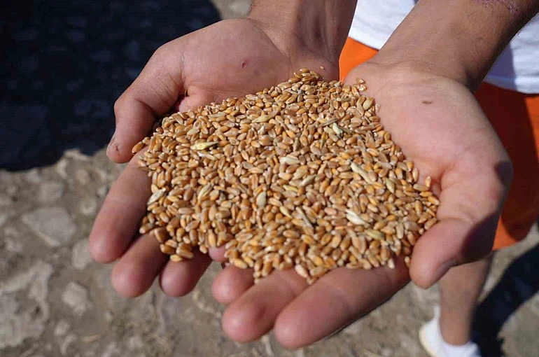 Demirözü’nde çiftçilere yüzde 100 hibeli üretim desteği 