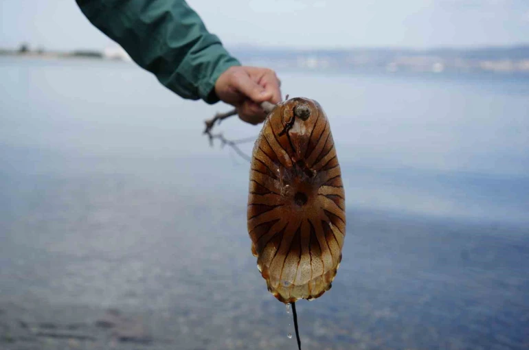 Denizde bu türü görürseniz sakın yaklaşmayın 