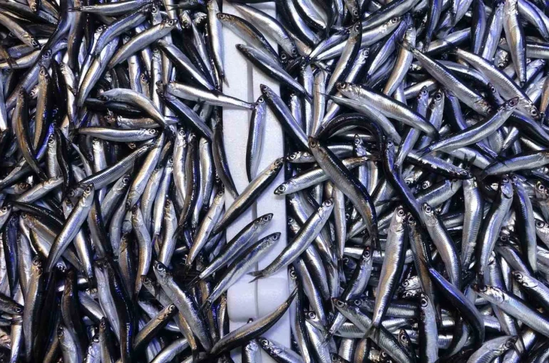 Denizdeki hamsi bolluğu ihracat rakamlarına yansımadı 