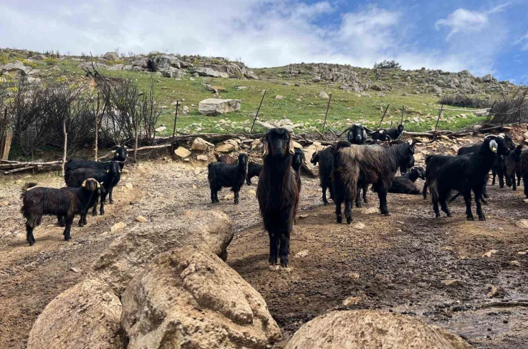 Denizli’de küçükbaş hayvancılık yetiştiriciliği giderek azarlıyor 