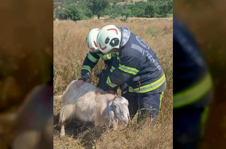 Denizli’de kuyuya düşen keçileri itfaiye kurtardı 