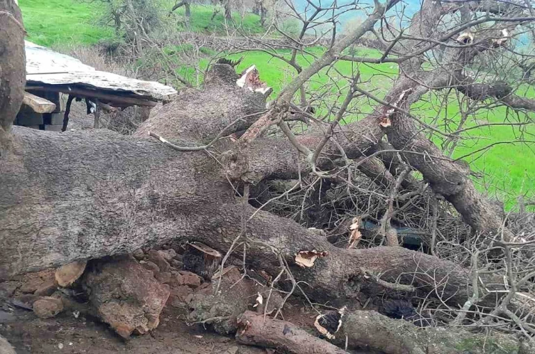 Derecik’te üzerine ağaç devrilen ağıldaki 4 keçi telef oldu 