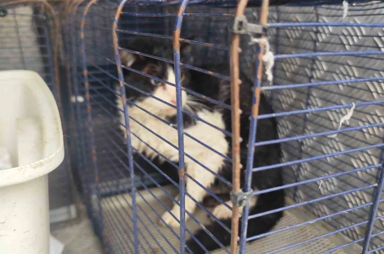 Derede mahsur kalan kedi kurtarıldı 