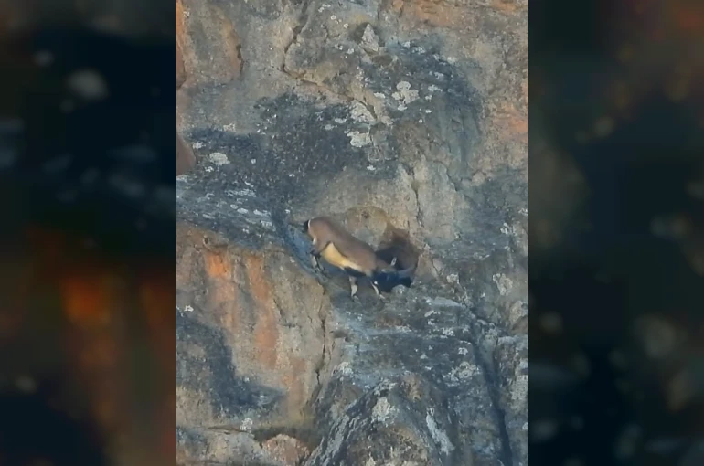 Dev boynuzları engel olmadı: Dağ keçisi dar mağaraya böyle girdi 