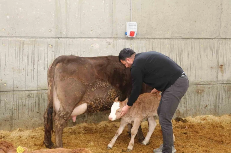 Devlet desteği ile kurduğu akıllı ahır projesiyle verimliliği artırdı