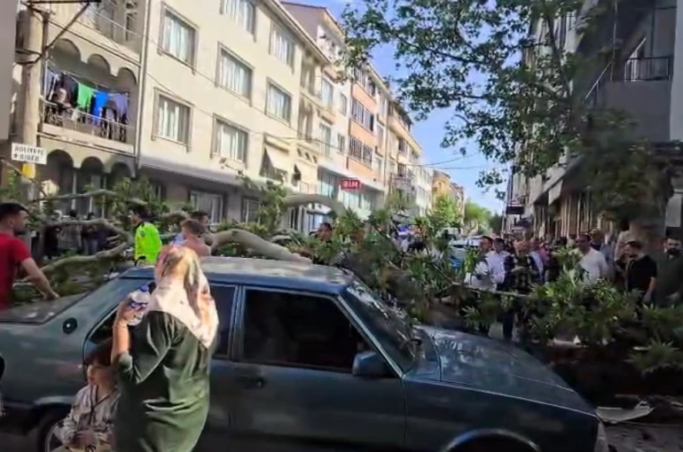 Devrilen ağacın altında kalan motosiklet sürücüsünün durumu ağır 