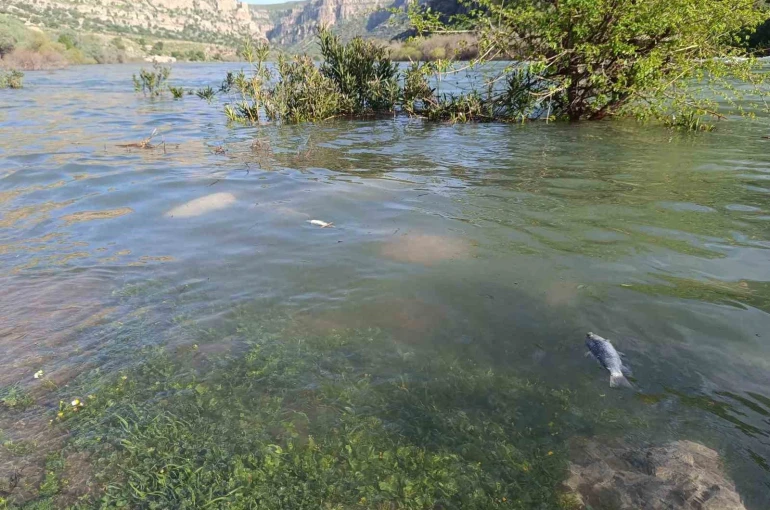 Dicle Nehri’nde balık ölümleri tedirgin etti 