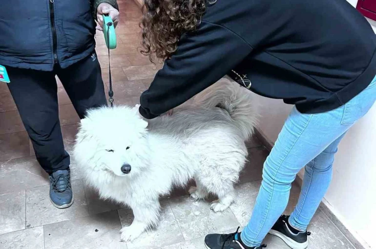 Didim’de evcil hayvanlar aşılanıyor