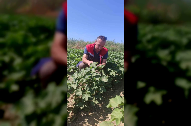 Didim’de pamuk tarlalarında zararlı denetimi 