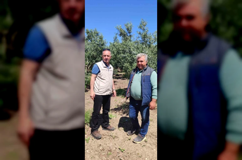 Didim’de zeytin üreticilerine zararlı uyarısı 