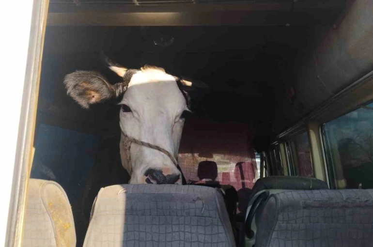 Didim’den kaçan hayvan hırsızları Konya’da yakalandı 