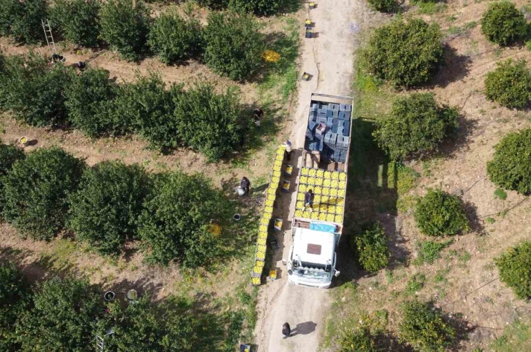 Dikenli limon üreticinin yüzünü güldürdü 