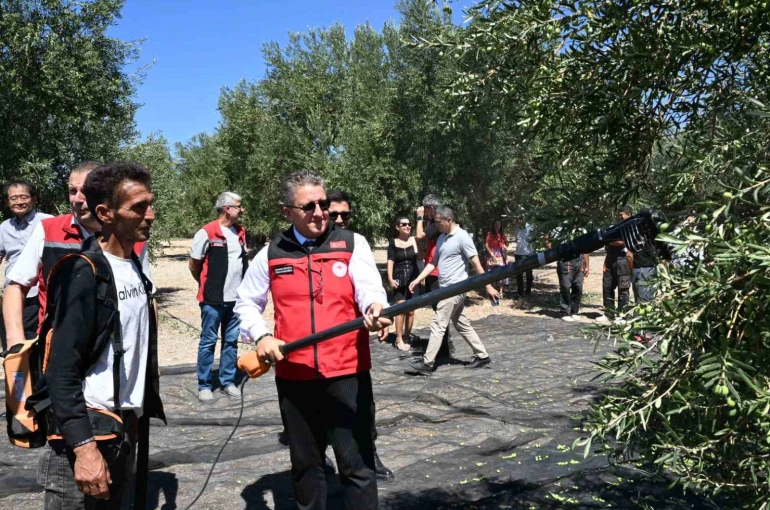 Dikili’de sezonun ilk zeytin hasadı başladı