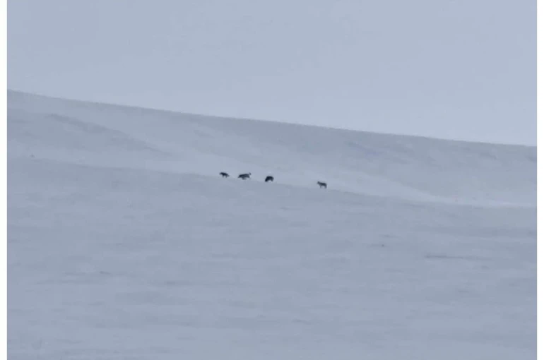 Diyadin’de kurt sürüsü görüldü 